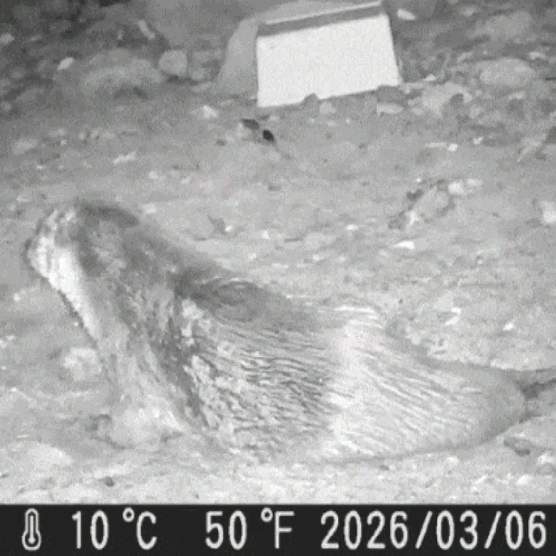A new DNA survey identified 27 otters along the river and its tributaries.