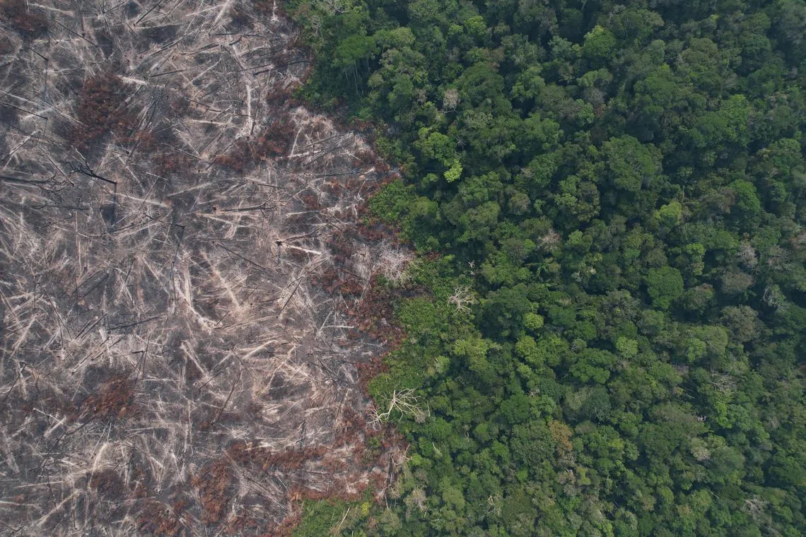 A drone view shows burned trees in the Amazon rainforest, in Apui, Amazonas state, Brazil, August 9, 2024. REUTERS/Adriano Machado
