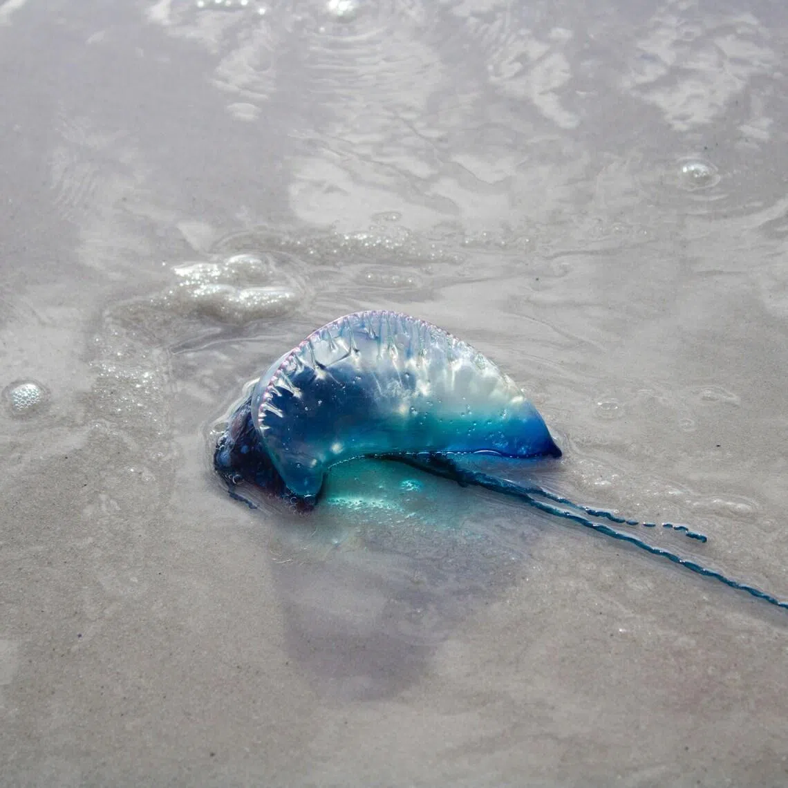 The jellyfish possesses stinging cells on its tentacles that remain active and can release toxins upon contact.