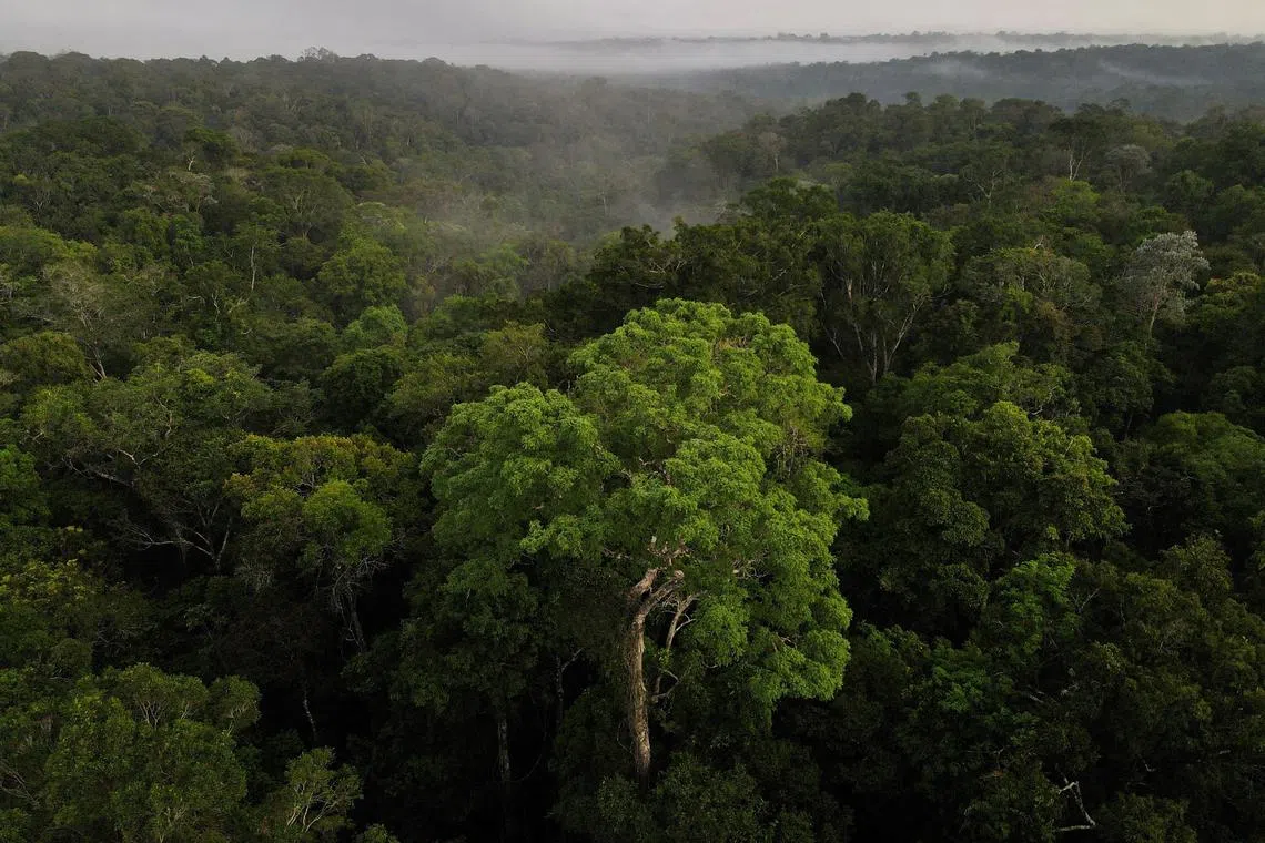 FILE PHOTO: An aerial view shows trees as the sun rises at the Amazon rainforest in Manaus, Amazonas State, Brazil October 26, 2022. REUTERS/Bruno Kelly/File Photo