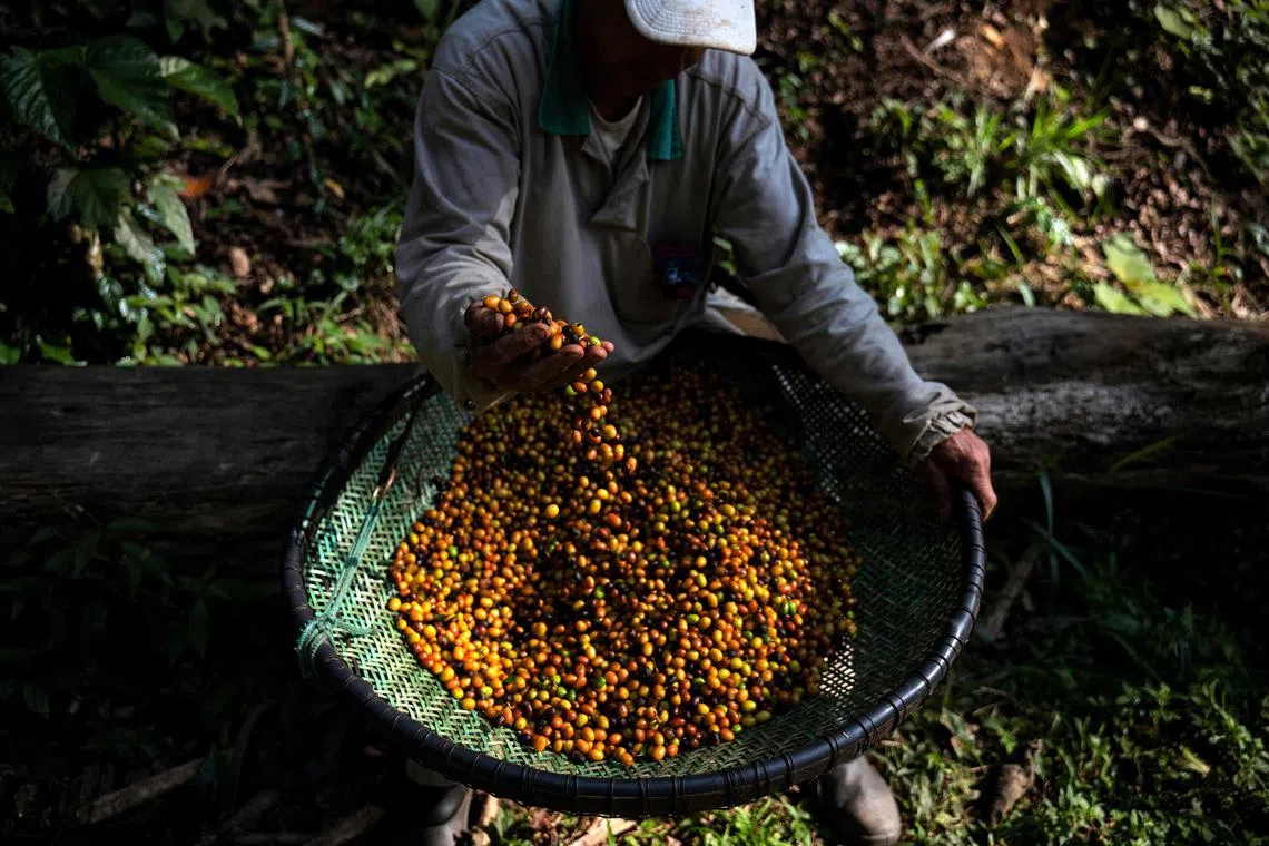 Roughly 130,000 hectares of forest have been lost annually over the last 20 years due to land being cleared for coffee growing.