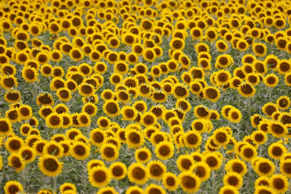 Sunflowers growing on a field near Frauenkirchen, Austria on July 12, 2023. 