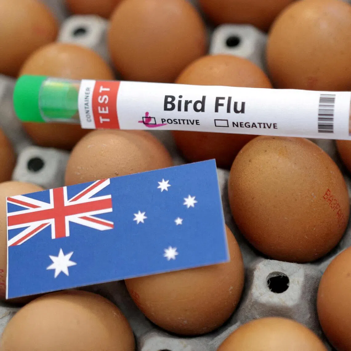 Australia said at this stage there is also no evidence of infection in poultry or in its agricultural production system.