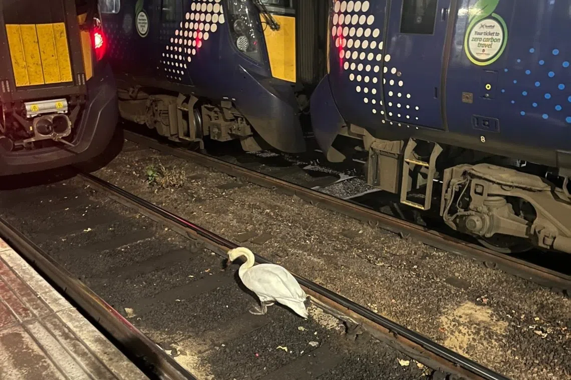 A swan found on the track of the Glasgow Central station in Scotland caused an hours-long train service disruption .