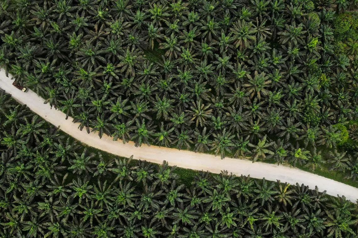 FILE PHOTO: General view of palm oil plantation in Pelalawan regency, Riau province, Indonesia, April 27, 2022. Picture taken with a drone. REUTERS/Willy Kurniawan/File Photo