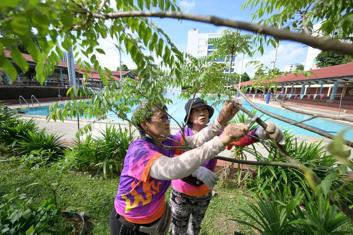 vlbloom/ST20250825_202583600667/Ng Sor Luan/NParks' Community in Bloom programme for community gardening marks its 20th year this year. Team Nila volunteers, Siew Kim Noi (left), 83 and Mdm Choy Ah Pheng, tending to a curry leaf plant.