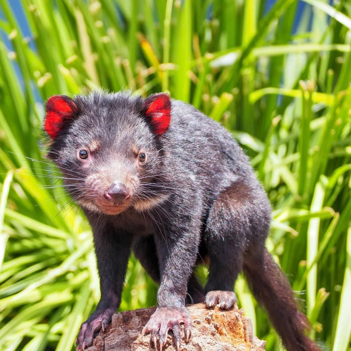 Tasmanian devils – agile, mostly nocturnal animals that can roam for 16km in a single night.