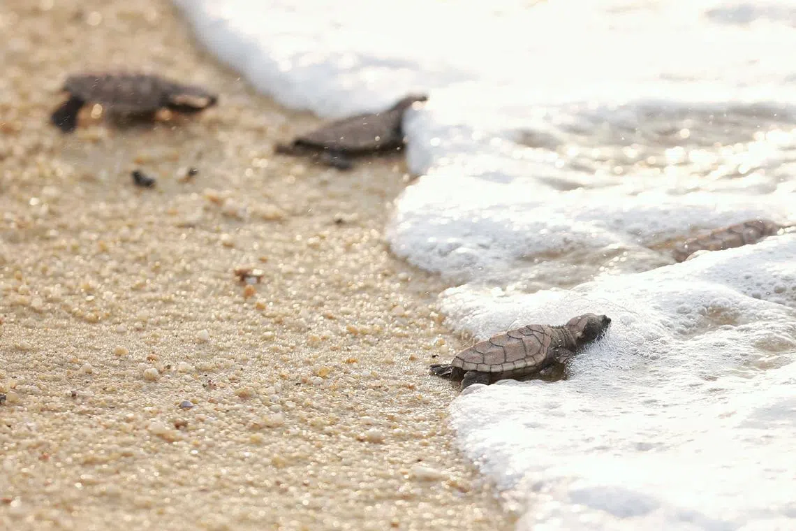 Hawksbill turtle hatchlings making their way towards the sea at East Coast Park on July 17, 2023. This is the first time in 2023 that turtles have hatched from a monitored nest. The hawksbill turtle is one of two species of marine turtle that can be found in Singapore waters.