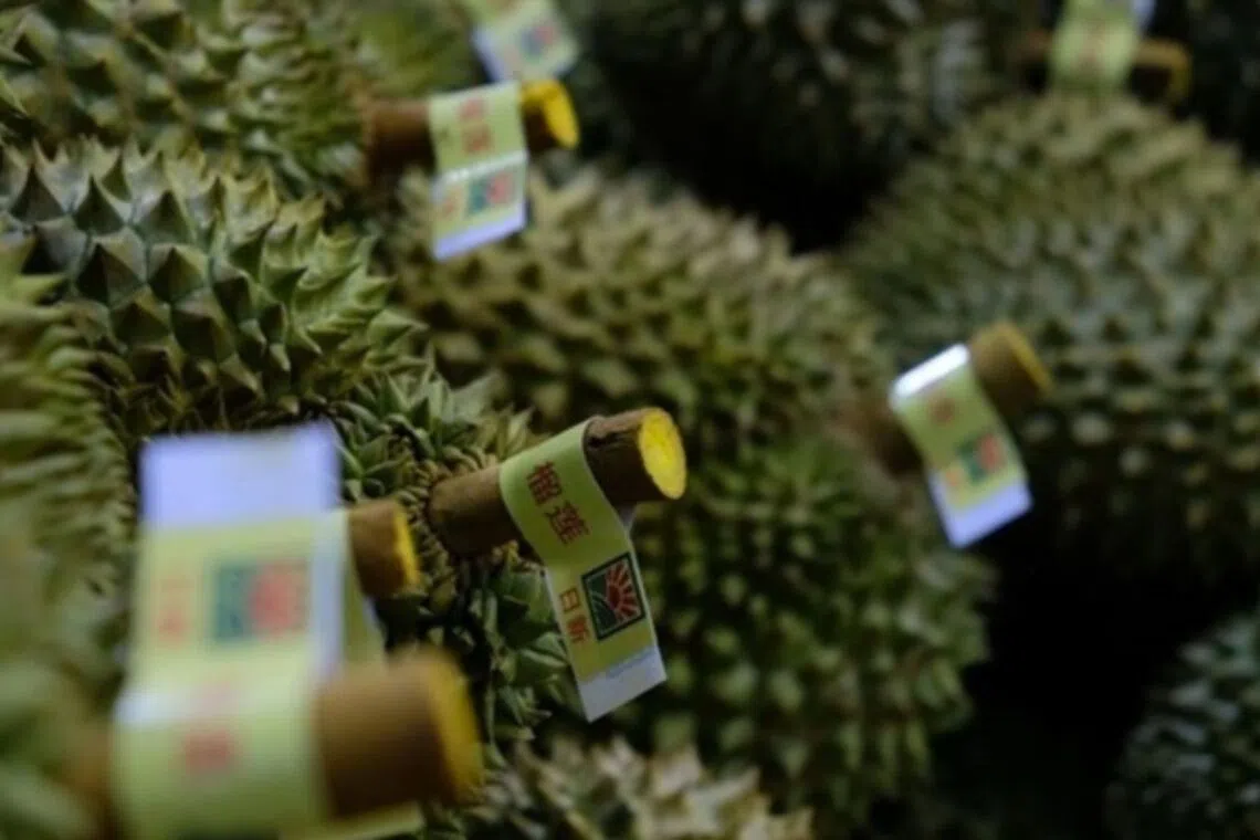 Vietnam’s durian export revenue grows to new highs