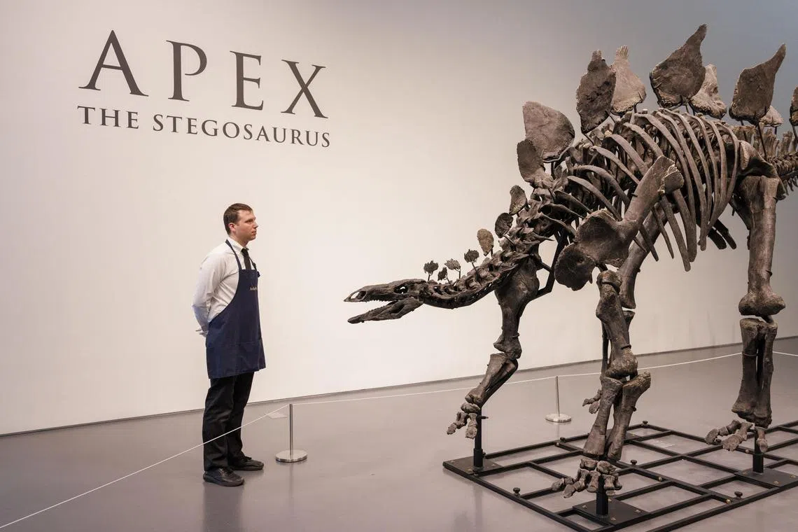 epa11470294 A Sotheby's handler stands near the 150-million-year-old skeleton of a stegosaurus named 'Apex', on display at Sotheby's auction house in New York, New York, USA, 10 July 2024. 'Apex', measuring 11 feet tall and over 20 feet long, is the most complete and best preserved large-scale Stegosaurus specimen ever discovered. The fossil is set to be the main piece of Sotheby's Live Natural History Auction on 17 July, carrying an estimate of four to six million US dollars.  EPA-EFE/SARAH YENESEL