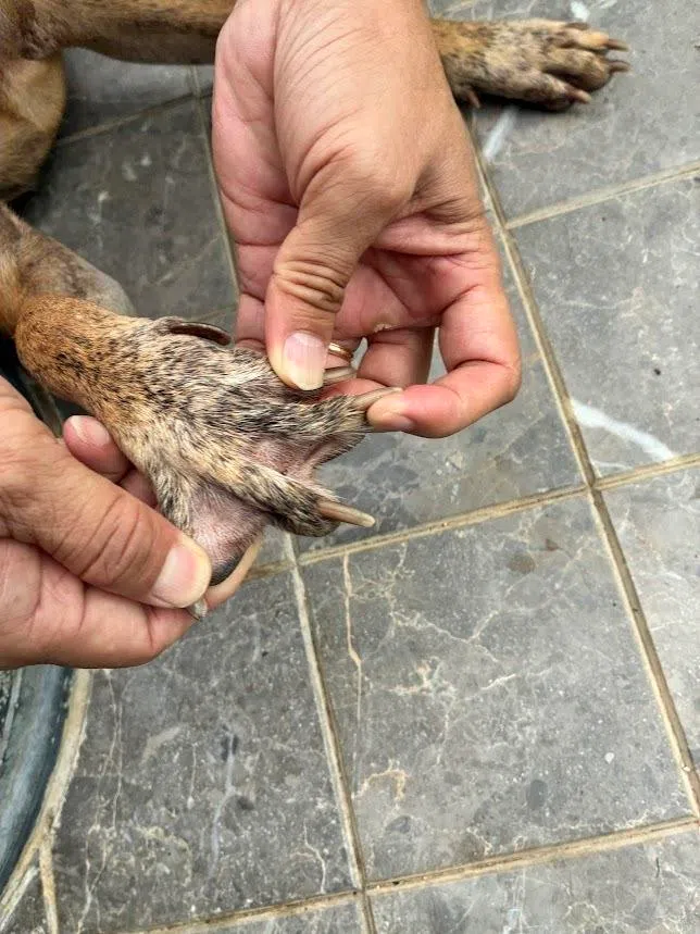 Webbing between its toes enables the Vietnamese ridgeback to swim and fish.