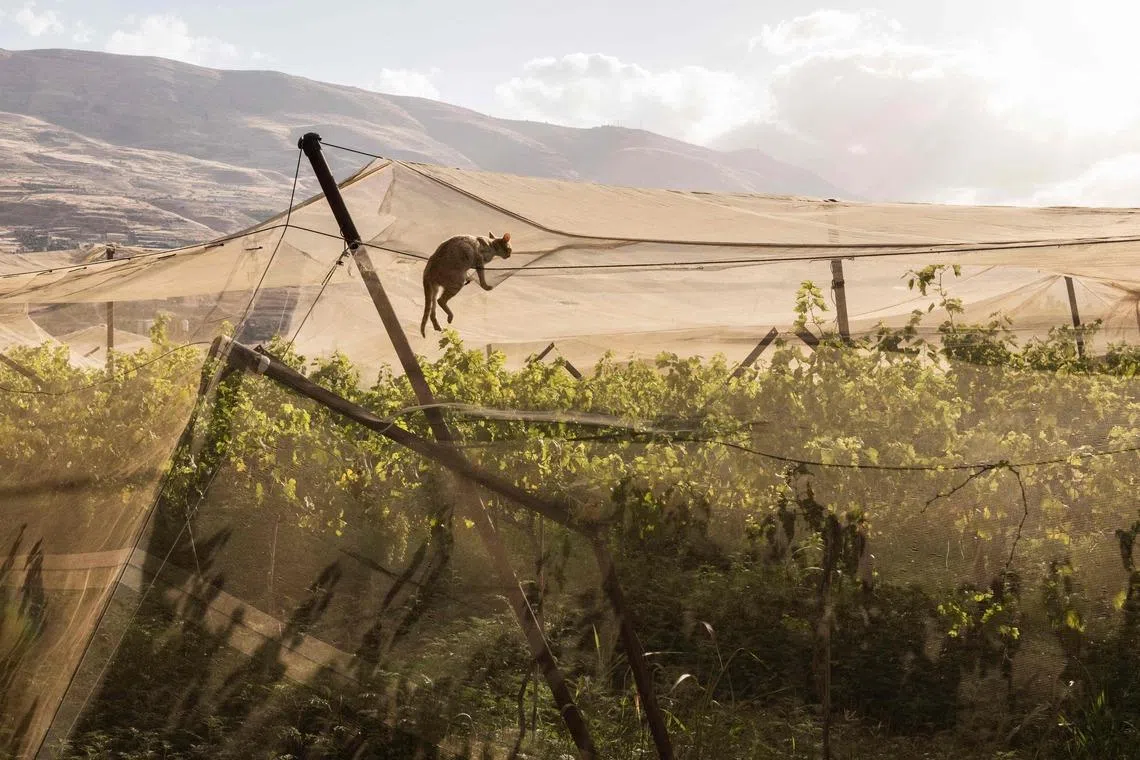TOPSHOT - A cat climbs a greenhouse net in the agricultural town of Al-Nasariya, in the Israeli-occupied West Bank on May 20, 2026. (Photo by JOHN WESSELS / AFP)