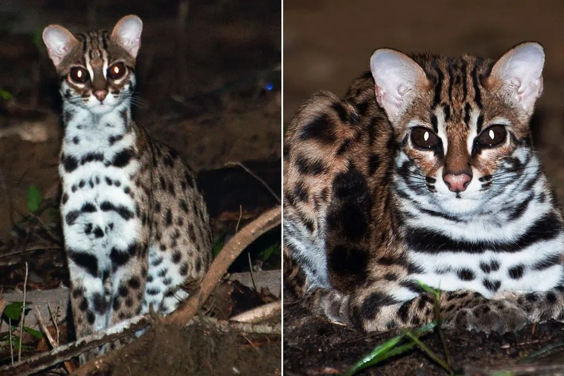 In 2024, there were two reported sightings of the leopard cat in Changi.