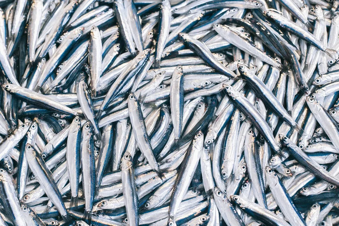 Mass stranding fuels concerns pilchard herpesvirus may be spreading through South African waters.