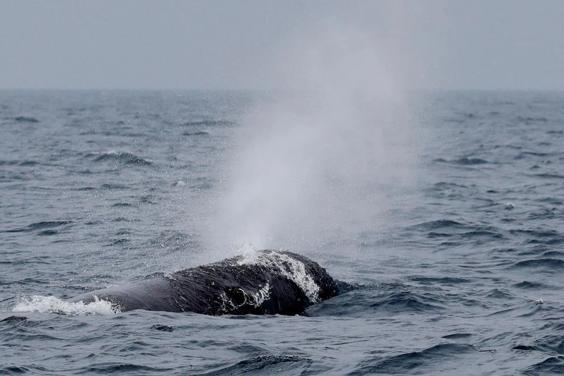 FILE PHOTO: A sperm whale breathes in the sea near Rausu, Hokkaido, Japan, July 1, 2019. REUTERS/Kim Kyung-Hoon/File Photo