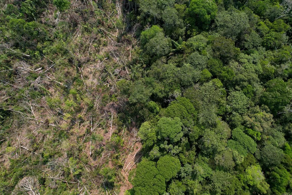 FILE PHOTO: A drone view shows a deforested plot of Brazil's Amazon rainforest in the municipality of Humaita, Amazonas state, Brazil, August 7, 2024. REUTERS/Adriano Machado/File Photo