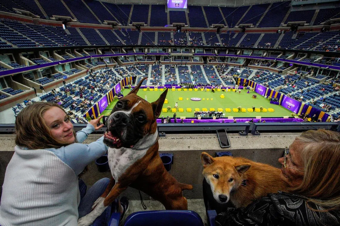 People with their dogs watch the Sporting group during the 147th Westminster Kennel Club Dog Show at the USTA Billie Jean King National Tennis Center in New York, U.S., May 9, 2023. 