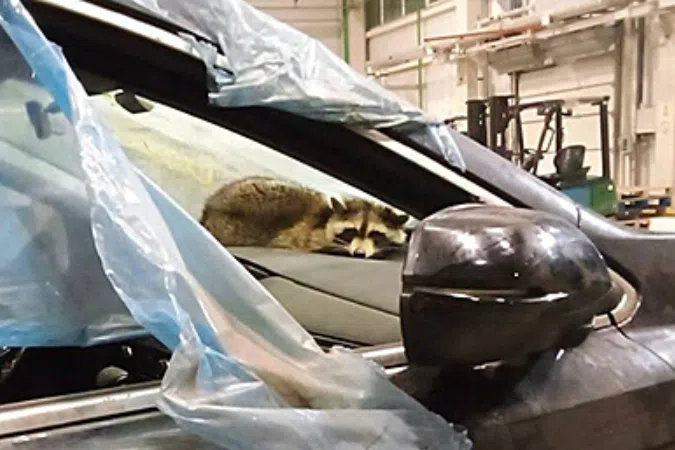 Raccoon stows away from US to  Belarus in shipped car