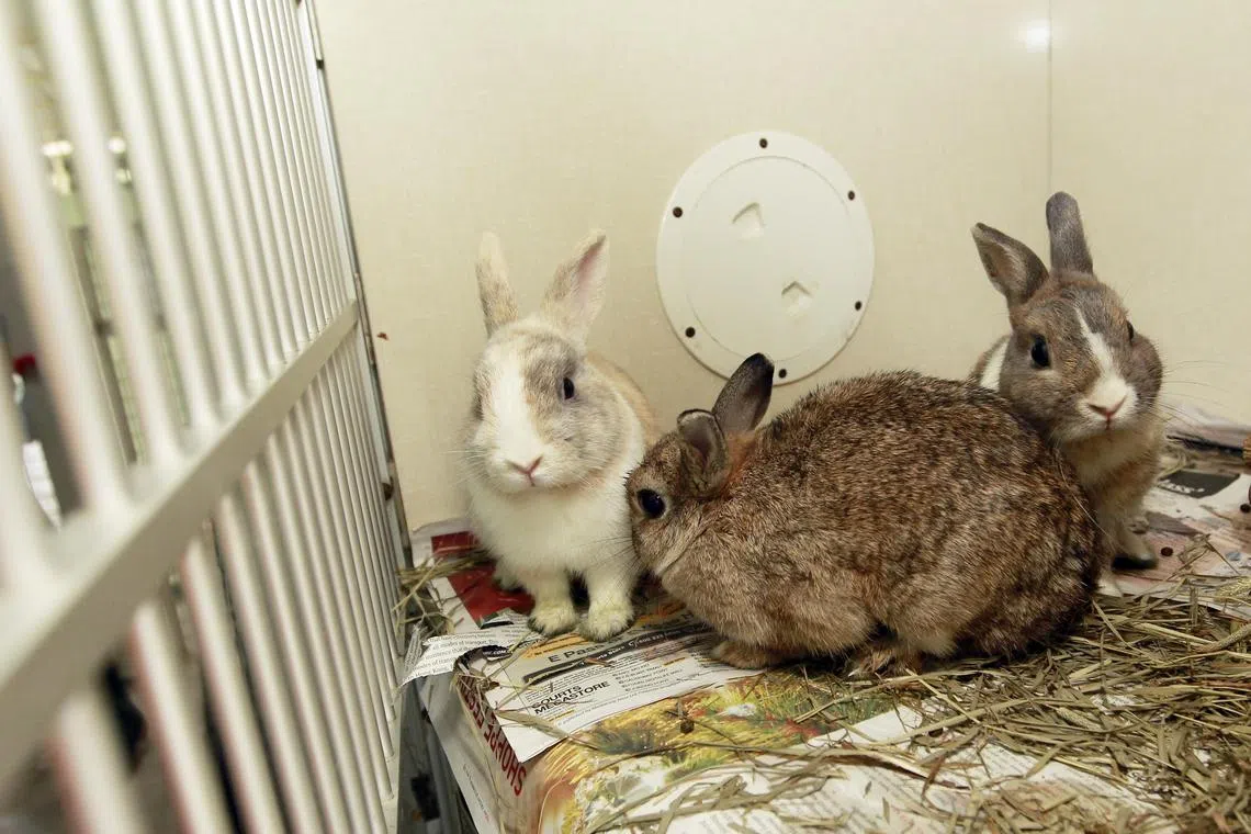 Each year, SPCA investigates more than 60 cases of animal abandonment.