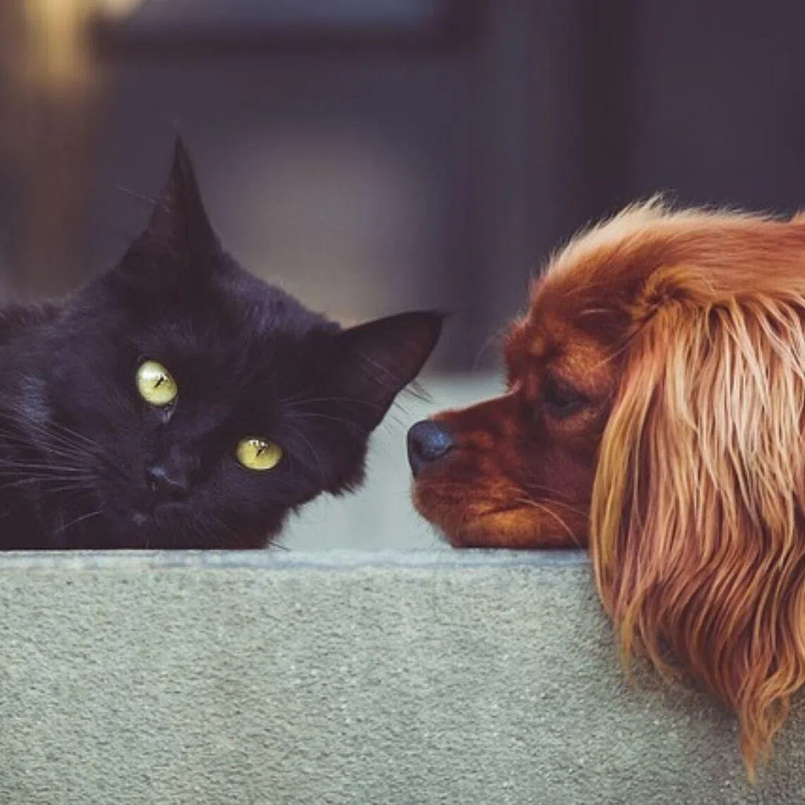 Pet owners can purchase nitenpyram tablets to treat New World screwworm infections in cats and dogs that are at least 0.9kg and four weeks old.