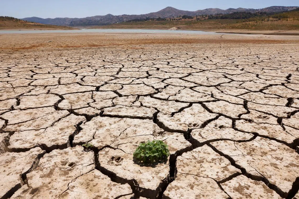 FILE PHOTO: A plant sprouts between the cracked ground of La Vinuela reservoir during a severe drought in La Vinuela, near Malaga, southern Spain August 8, 2022. A prolonged dry spell and extreme heat that made last July the hottest month in Spain since at least 1961, have left Spanish reservoirs at just 40% of capacity on average in early August, well below the ten-year average of around 60%, official data shows.REUTERS/Jon Nazca/File Photo