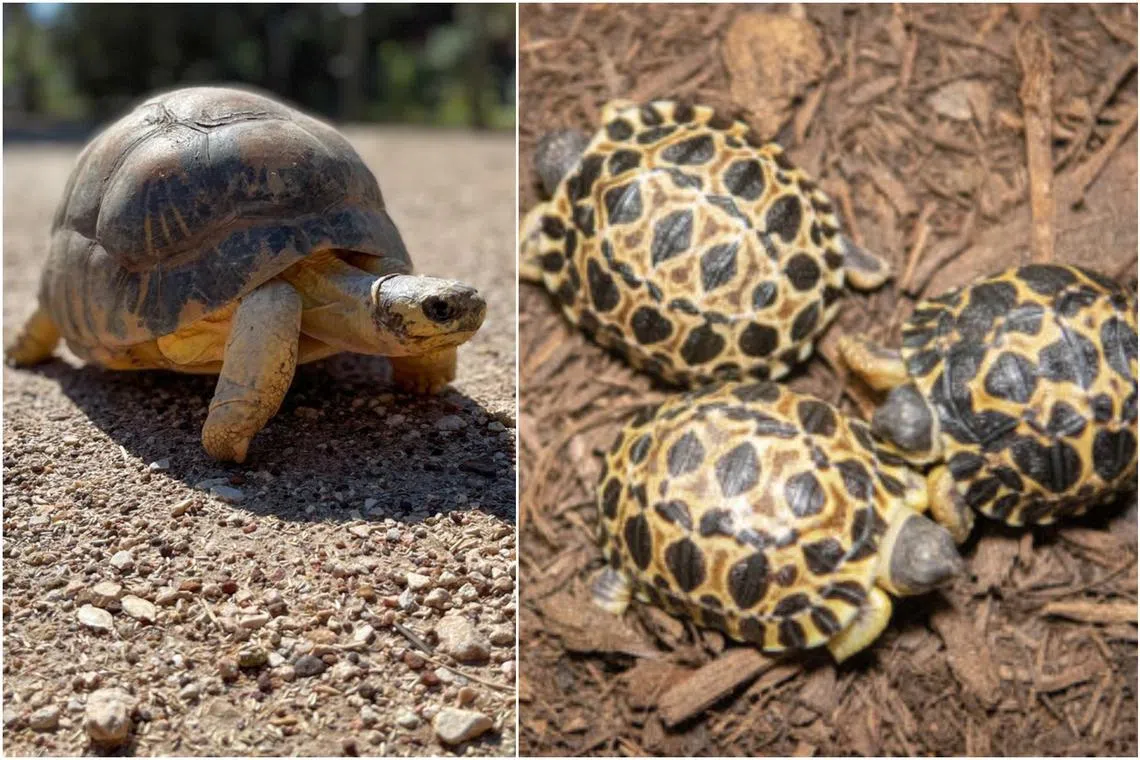 Mr Pickles, a radiated tortoise at the Houston Zoo, welcomed three little hatchlings: Dill, Gherkin, and Jalapeno. 