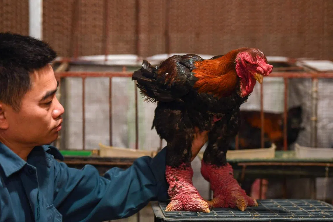 A poultry farmer Le Van Hien looking at a Dong Tao chicken at his farm in Hung Yen province. - The lumpy legs of the Dong Tao chicken -- named after the commune where they're bred in northern Vietnam -- are considered a delicacy and are a particularly popular dish among the wealthy during Vietnamese new year, known as Tet. 