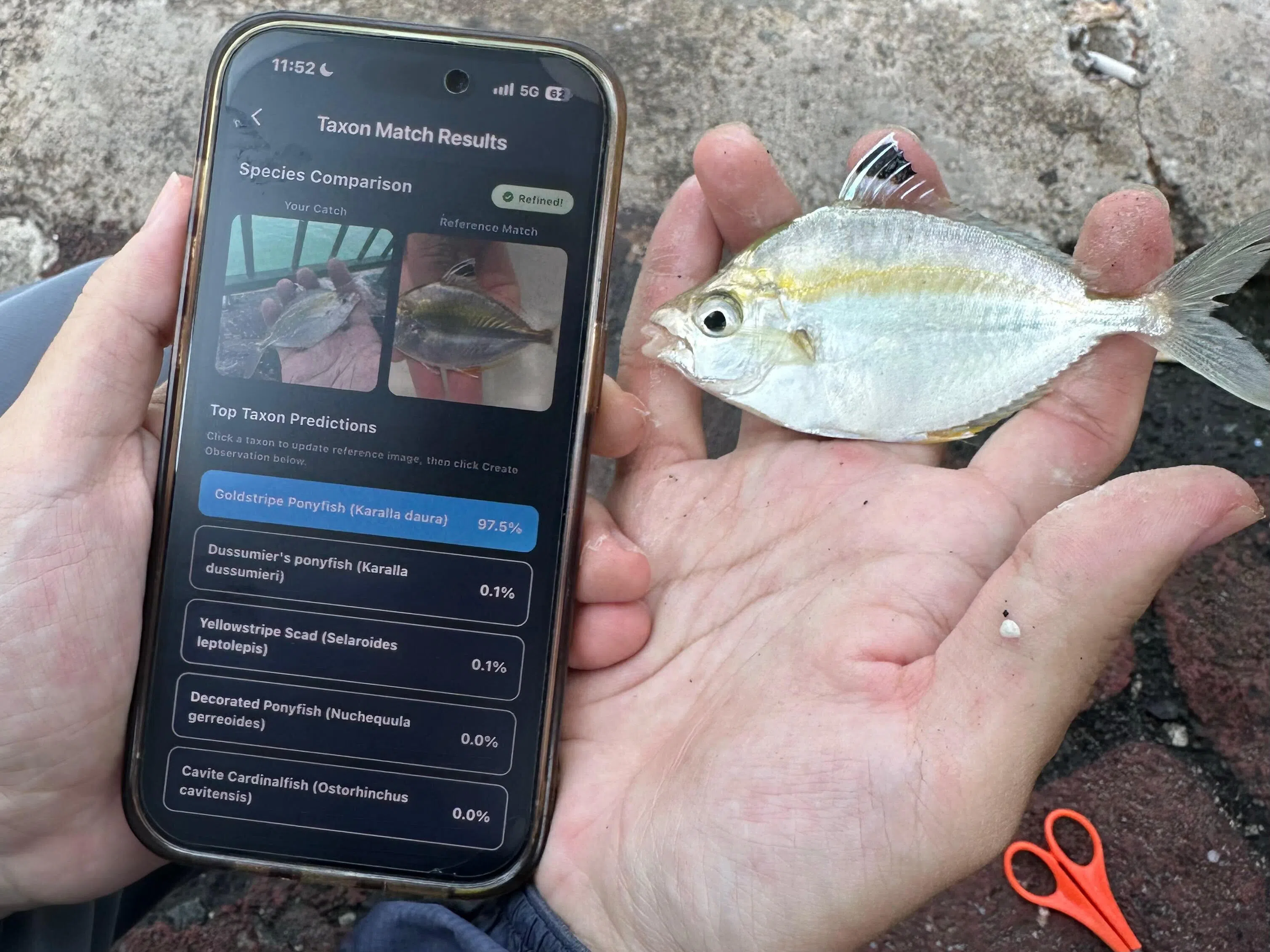 To build the app’s computer vision model, Sng, who is the lead developer of the mobile app, collated and vetted more than 90,000 photos of fish species found near Singapore and neighbouring waters.