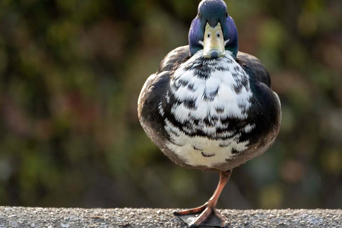 A duck rests on one foot at Volksgarten (People’s Garden) in Vienna, Austria on March 12, 2025. (Photo by JOE KLAMAR / AFP)