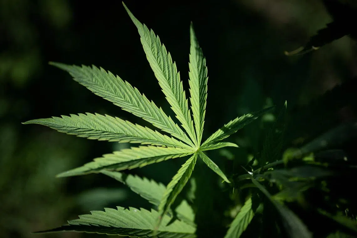The appeals court ruled that the federal ban on marijuana is not unconstitutional.