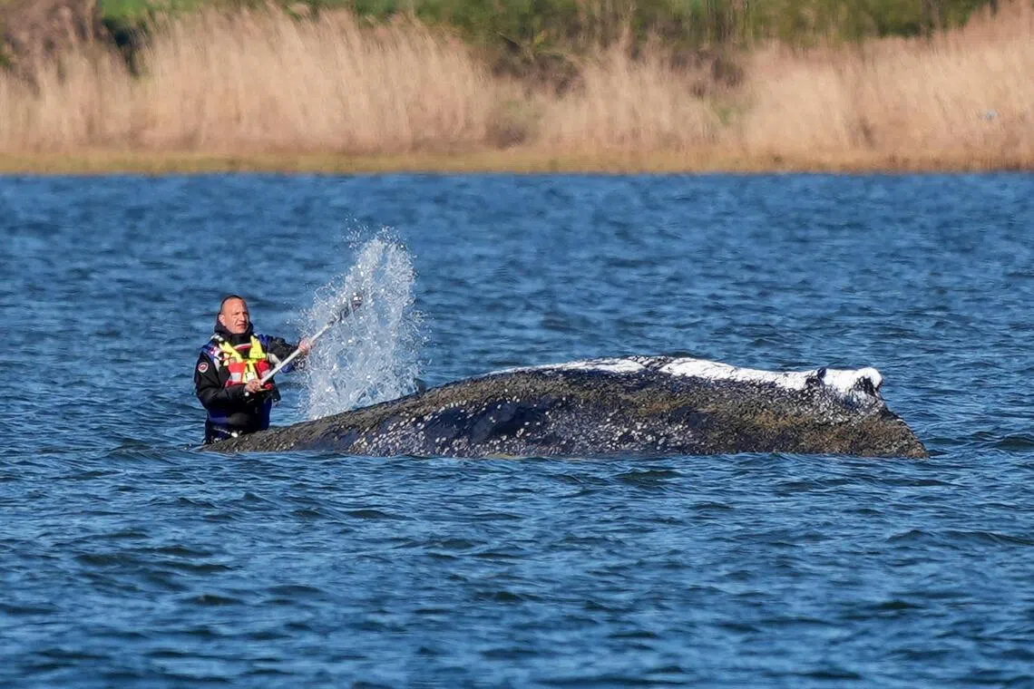 A person spraying water on a humpback whale - dubbed "Timmy" -  which has been stranded on a Baltic Sea sandbank near Luebeck, Germany, since March 23.