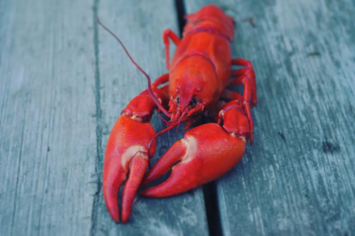 A Swiss tourist ordered a live lobster for €200 and dropped the animal back into the sea at a restaurant in Sardinia. 