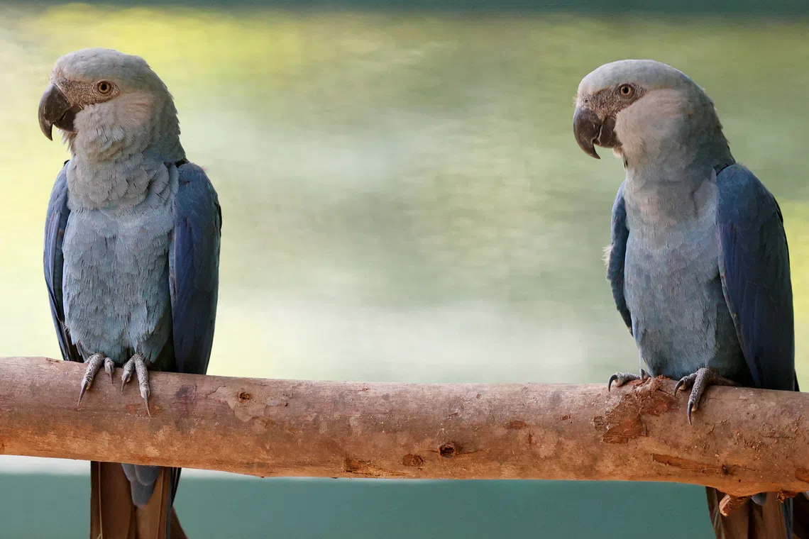 FILE PHOTO: Considered extinct in the wild, two Spix's macaws named Orlando and Rogerio are seen at the Sao Paulo Zoo, during the inauguration of a new exhibition site in Sao Paulo, Brazil November 12, 2024. REUTERS/Carla Carniel/File Photo