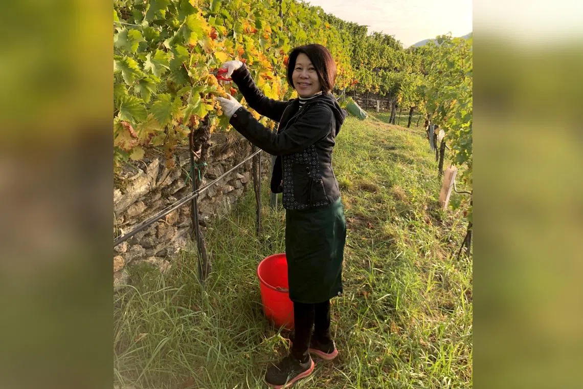 Ms Caryn Tang harvesting grapes in Austria on a perfect weekend in early October 2023. 