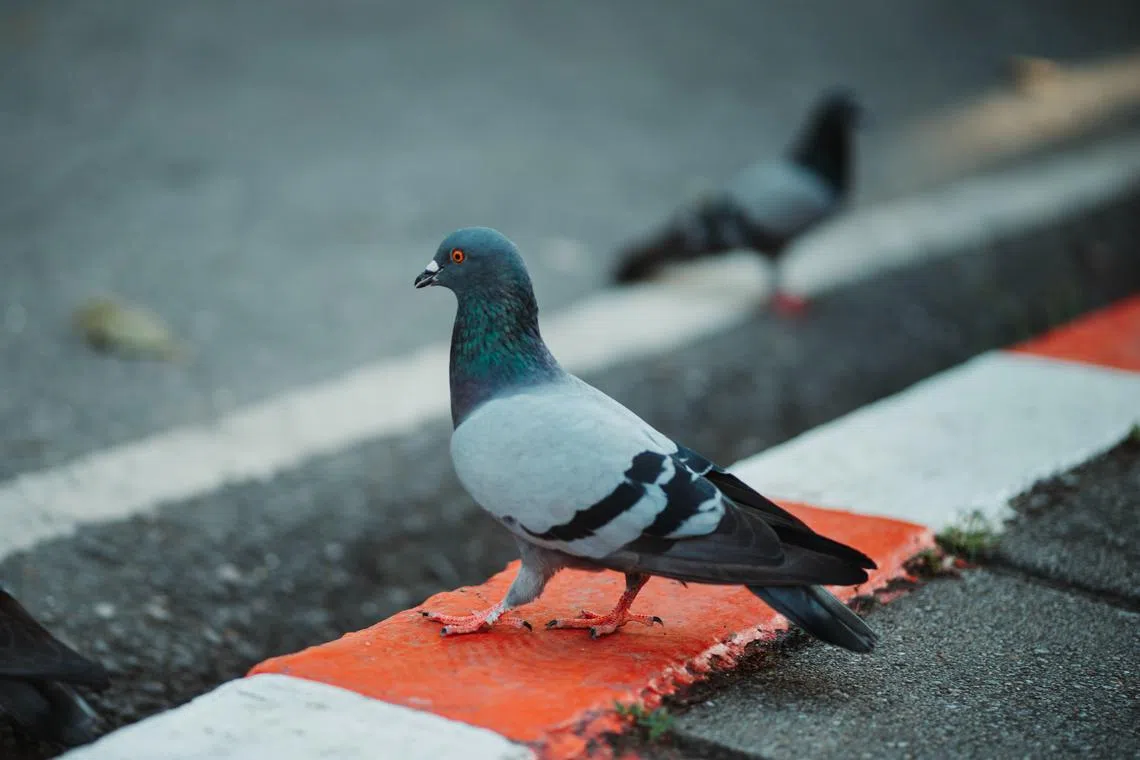 Ozawa sped off from a traffic light when it turned green, ploughing his taxi into the bevy of birds at a speed of 60kmh.  