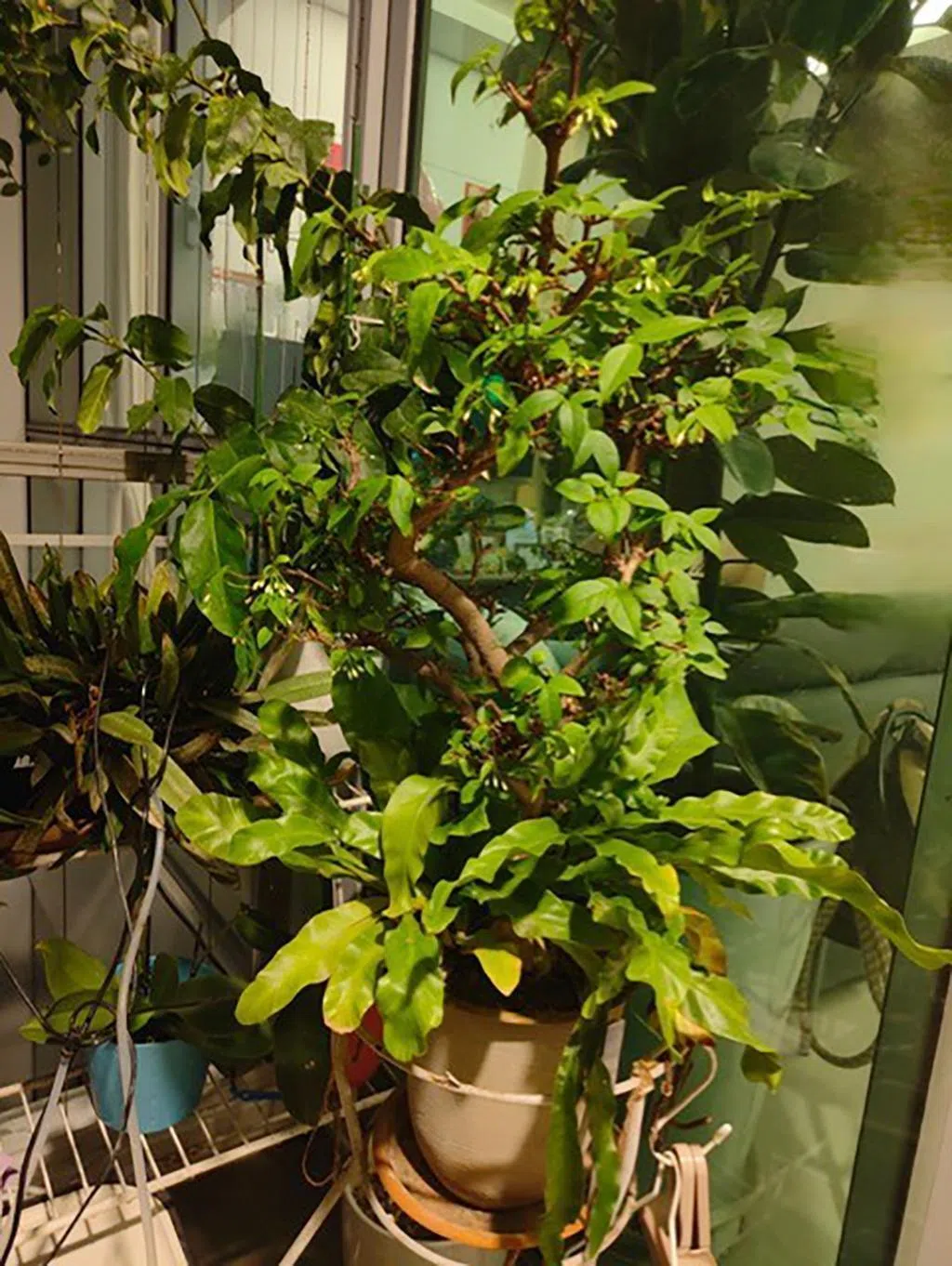 Remove the bird nest fern at the bottom as it will compete with the water jasmine plant for water and nutrients.