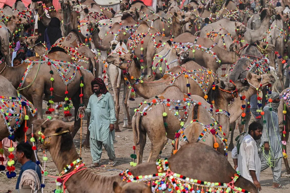 Livestock vendors and customers walk amid sacrificial camels at a cattle market ahead of the Muslim festival of Eid al-Adha in Lahore on June 25, 2023. 