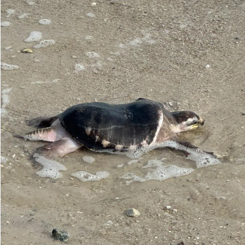 A pig-nosed turtle sighted on the shores of Changi Beach on Jan 22.