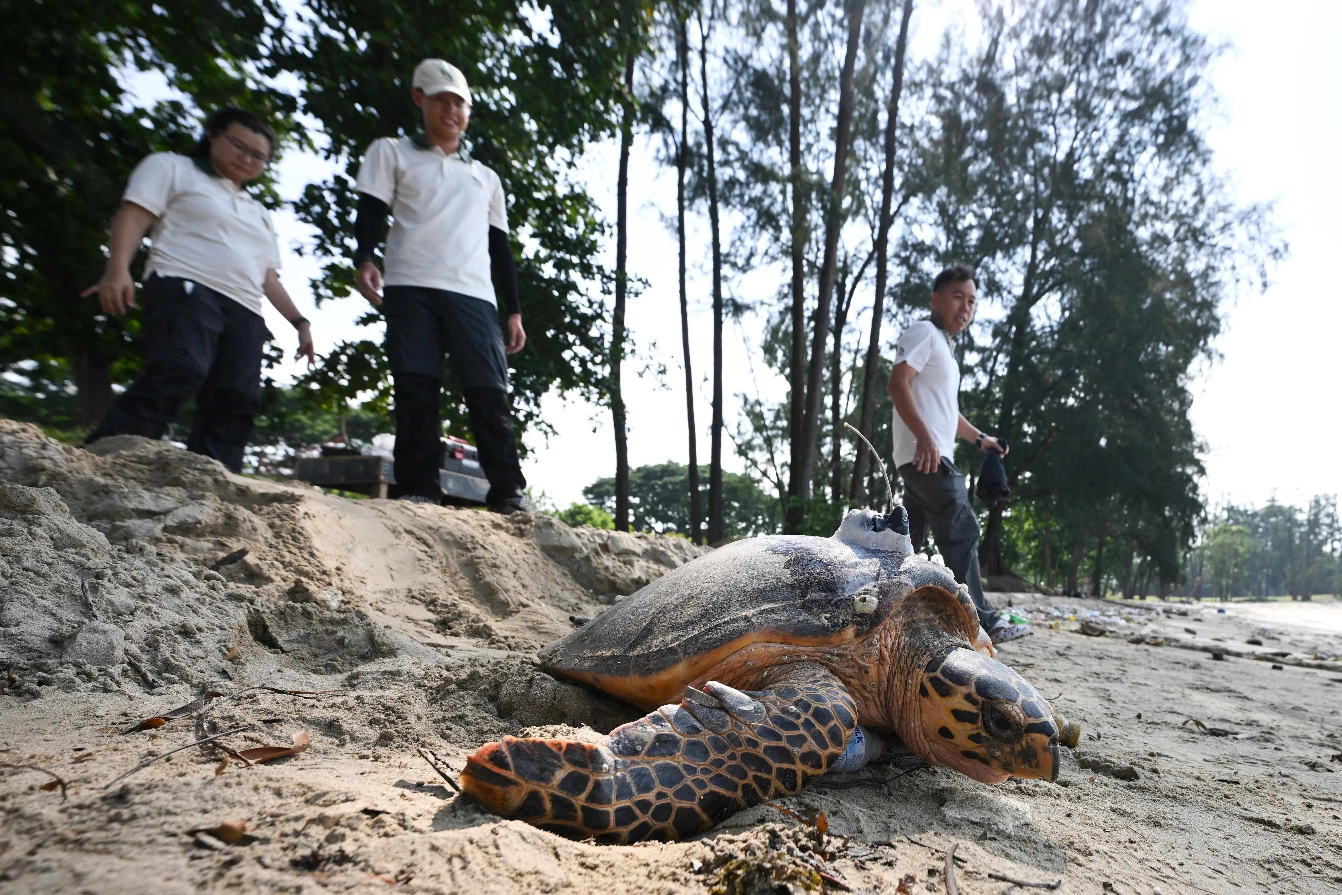 The hawksbill turtle returning to the sea at East Coast Park on July 10.