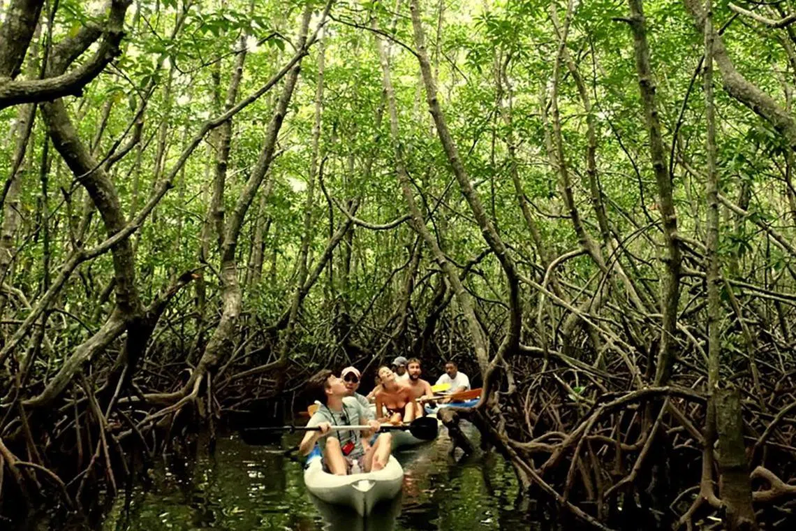 ktborneo - Mangrove Kayaking

Credit: Gaya Island Resort
