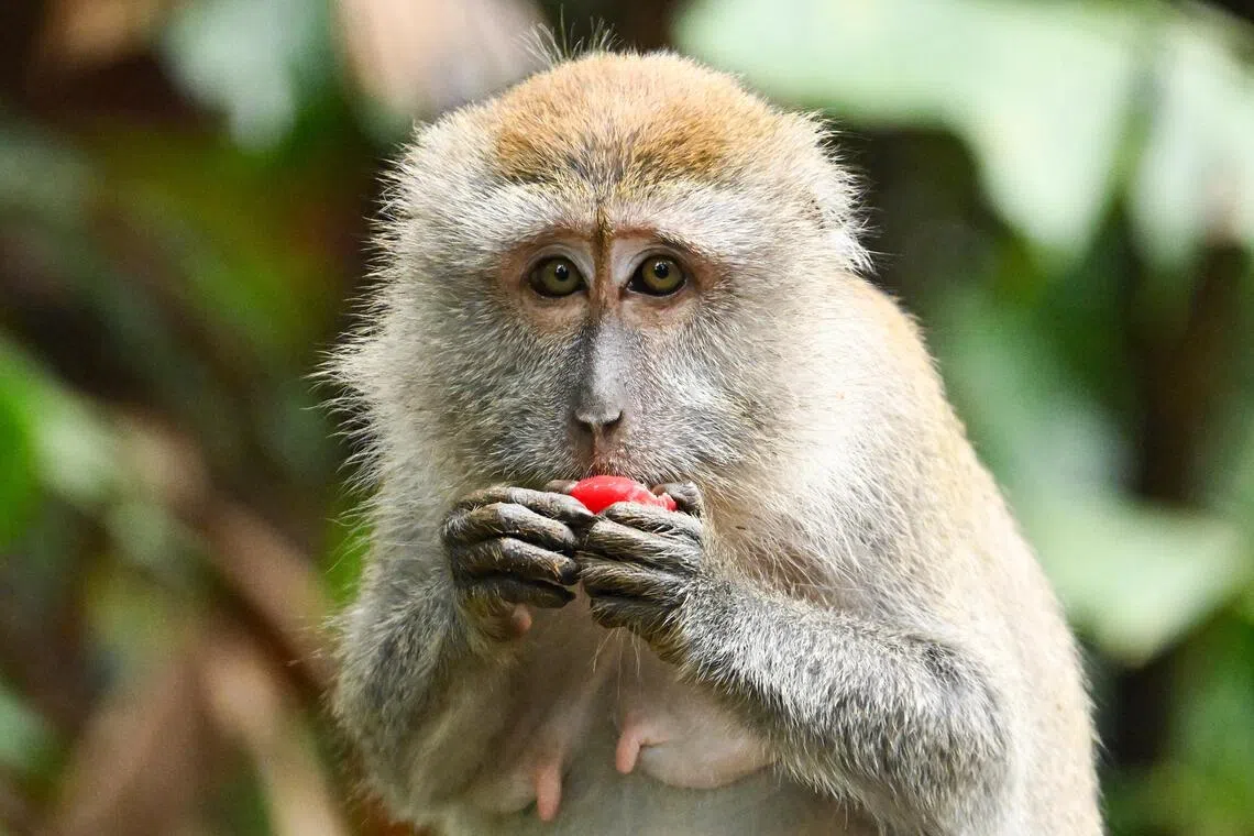 Indonesia traps monkey to end rampage that wounded 18 people