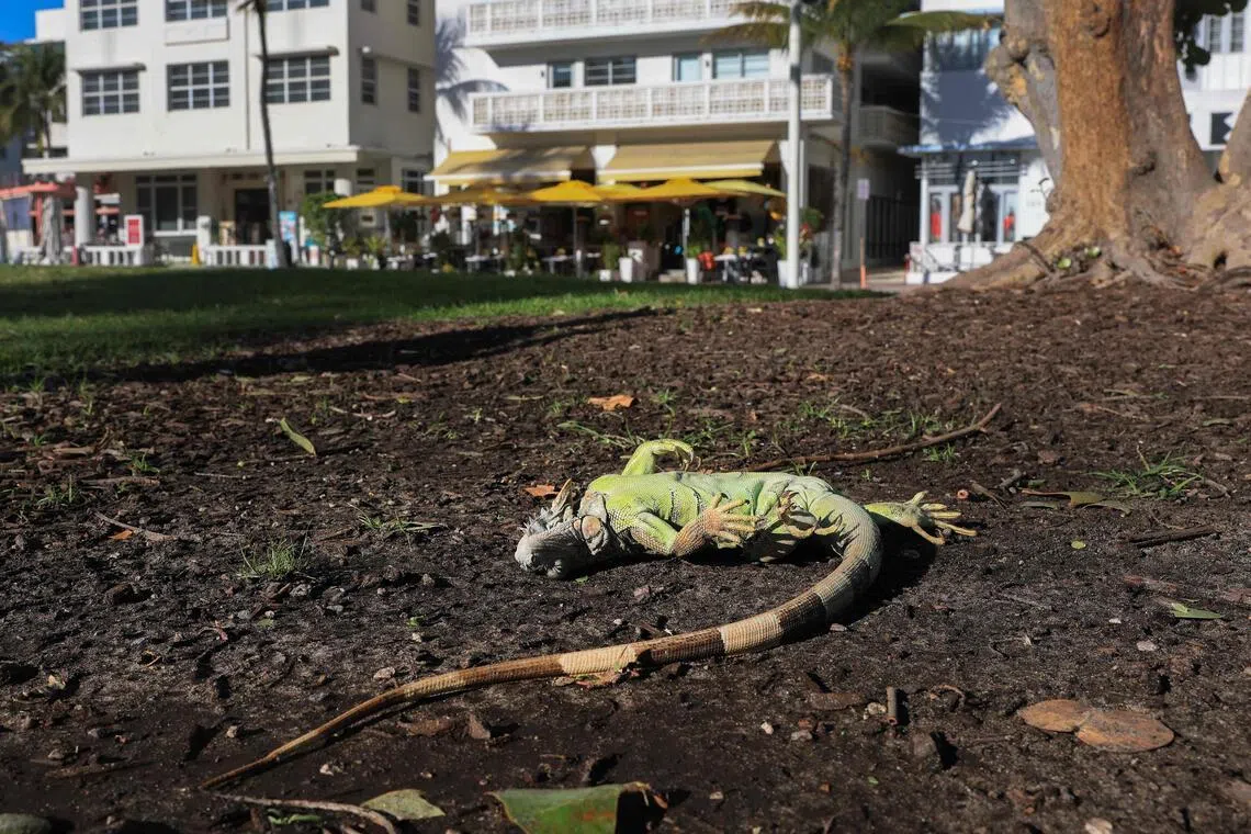 A cold-stunned green iguana lies on the ground in Miami Beach, Florida, on Feb 1.