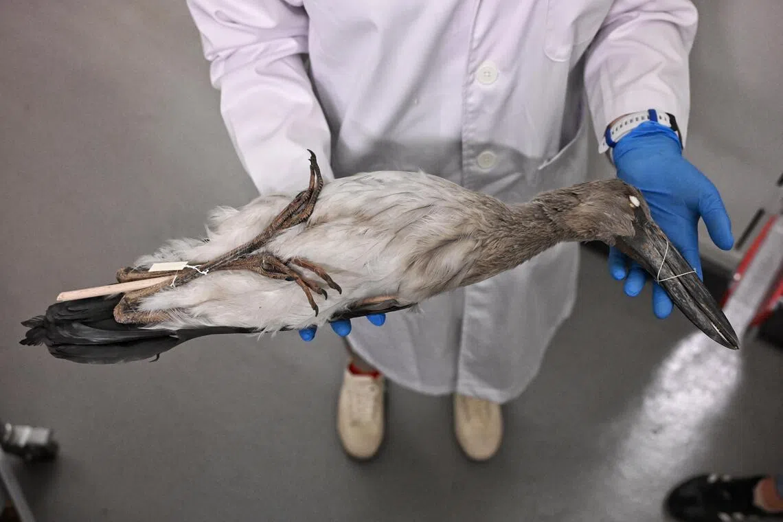 Assistant senior curator of birds Tan Yen Yi holding an Asian openbill specimen collected during the past migratory bird season from 2025 and 2026.