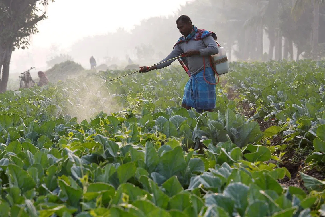A farmer sprays insecticide on his cauliflower field in Kolkata, India, December 19, 2016. REUTERS/Rupak De Chowdhuri