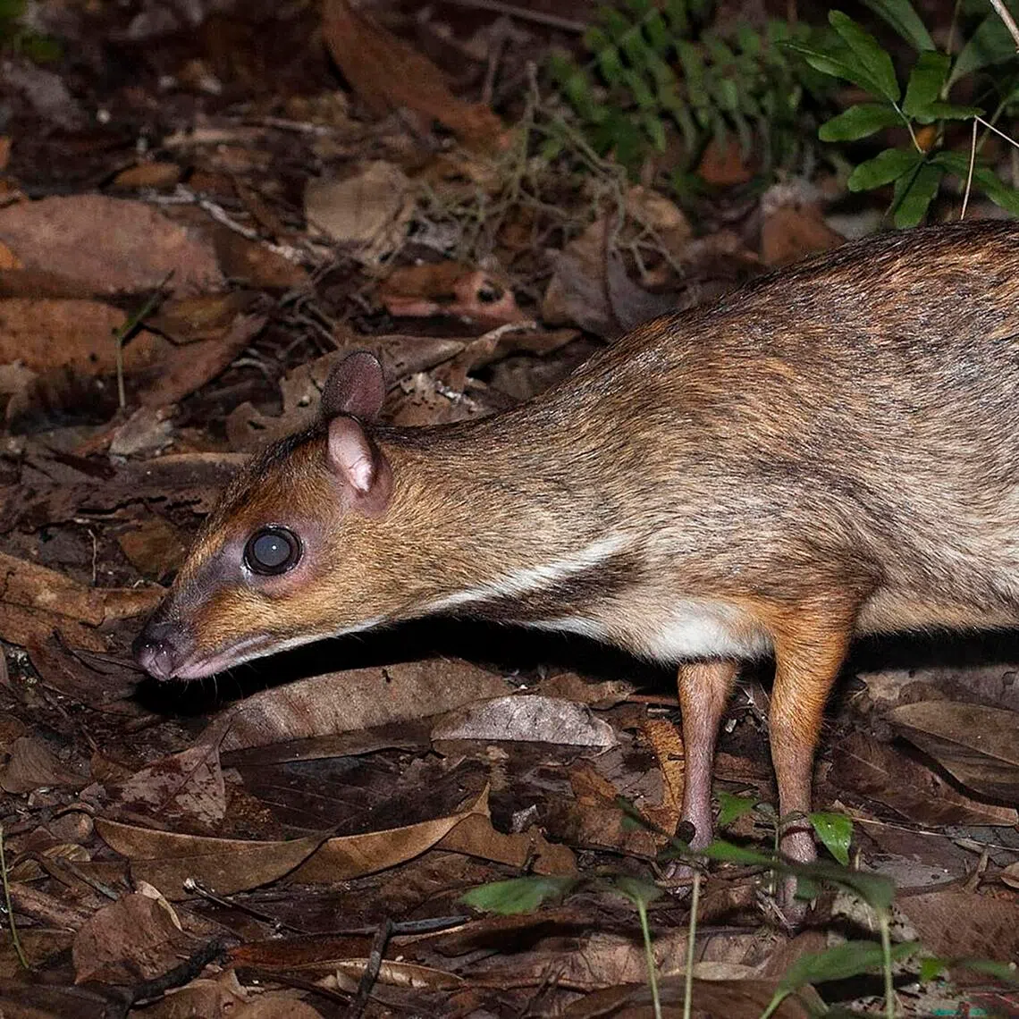 The greater mouse-deer on Pulau Ubin. The mouse-deer population quintupled to 293 individuals per sq km between 2019 and 2024.