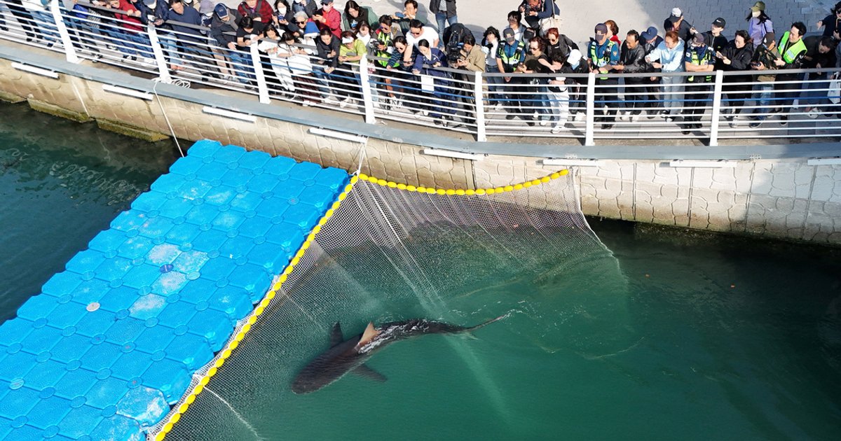 Shark nicknamed ‘Bukangi’ foils rescue attempts, returns to South Korean canal