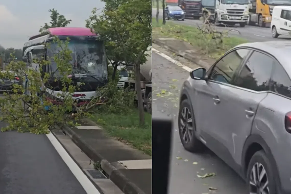 In a video of the accident uploaded to Instagram, a bus bearing transport company A&S Transit’s livery is seen crashed into a fallen tree on the central divider.