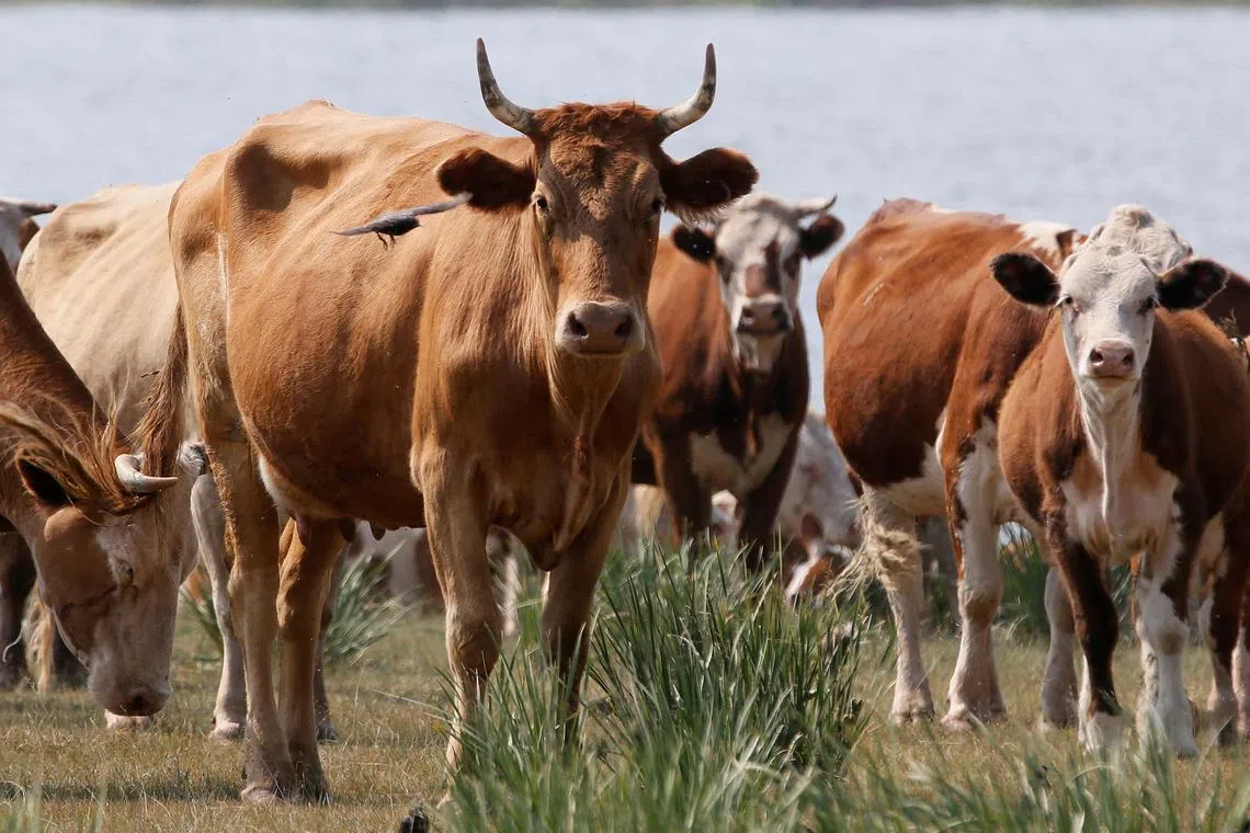 FILE PHOTO: Cows graze on the bank of a lake in the steppe in the Republic of Khakassia, Russia July 12, 2018. REUTERS/Ilya Naymushin/File Photo