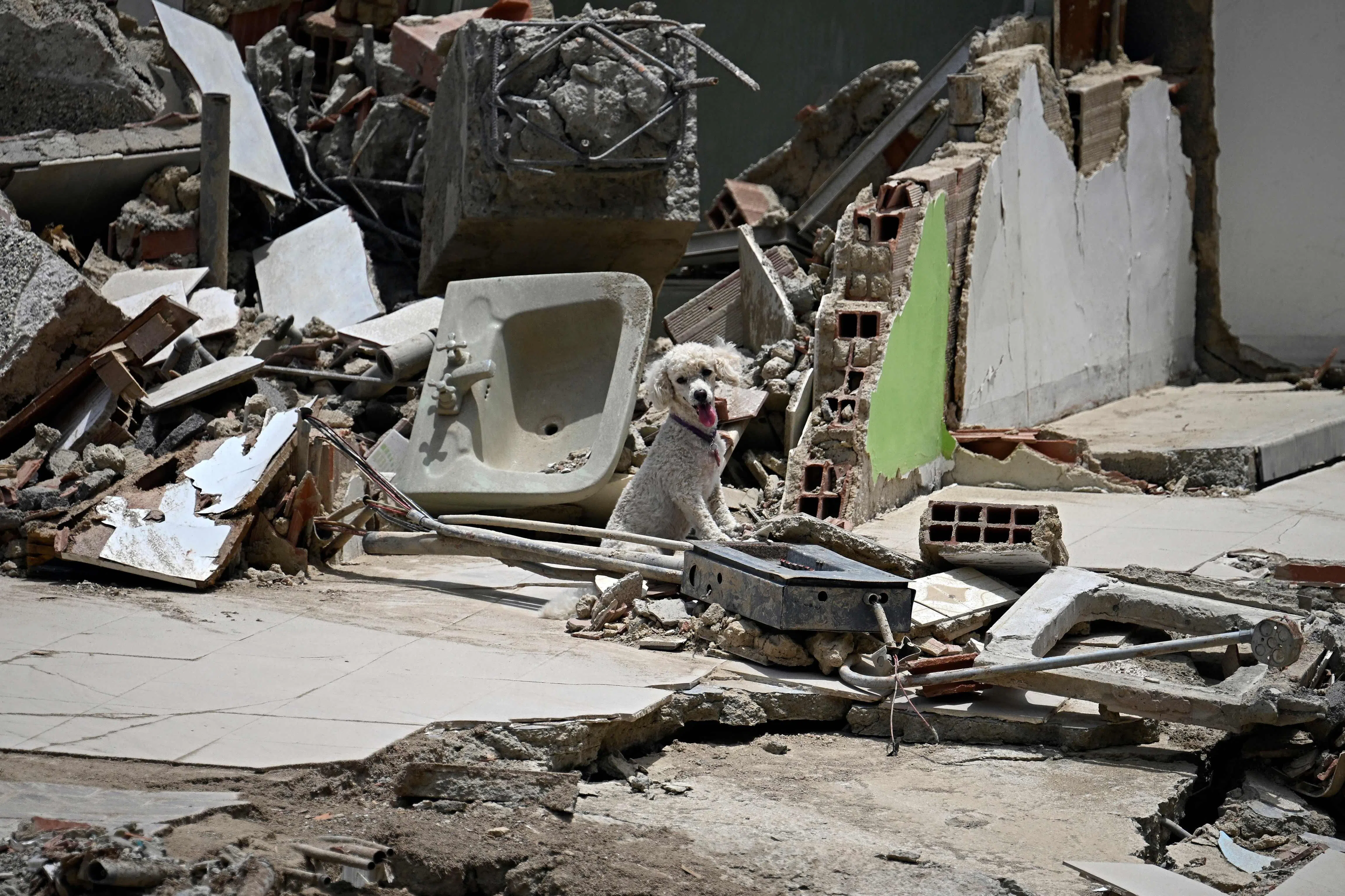 A dog stands among debris inside a damaged building following an earthquake in Catia La Mar, La Guaira state, about 30 km northwest of Caracas, on June 25, 2026. A twin earthquake that was Venezuela's largest in over a century has killed at least 164 people and destroyed multiple buildings near the capital, where residents searched on June 25 for missing relatives. (Photo by Federico PARRA / AFP)