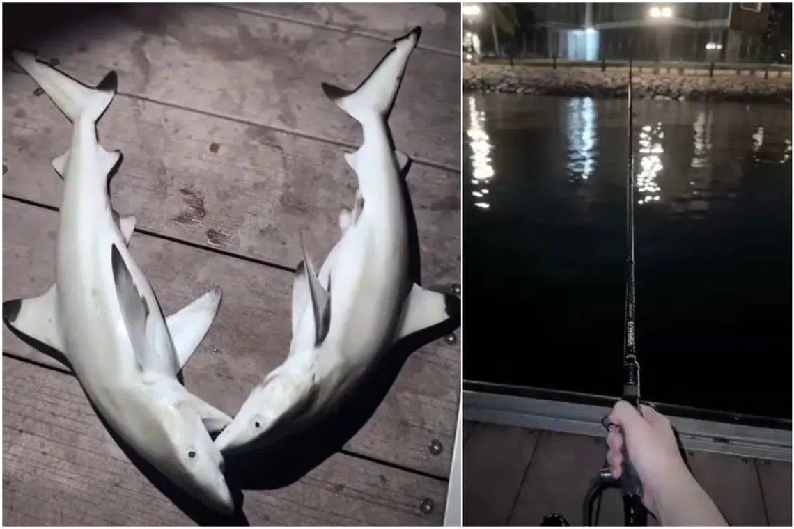 The video shows two sharks, resembling blacktip reef shark pups, placed on the floorboard on Sentosa Pier.